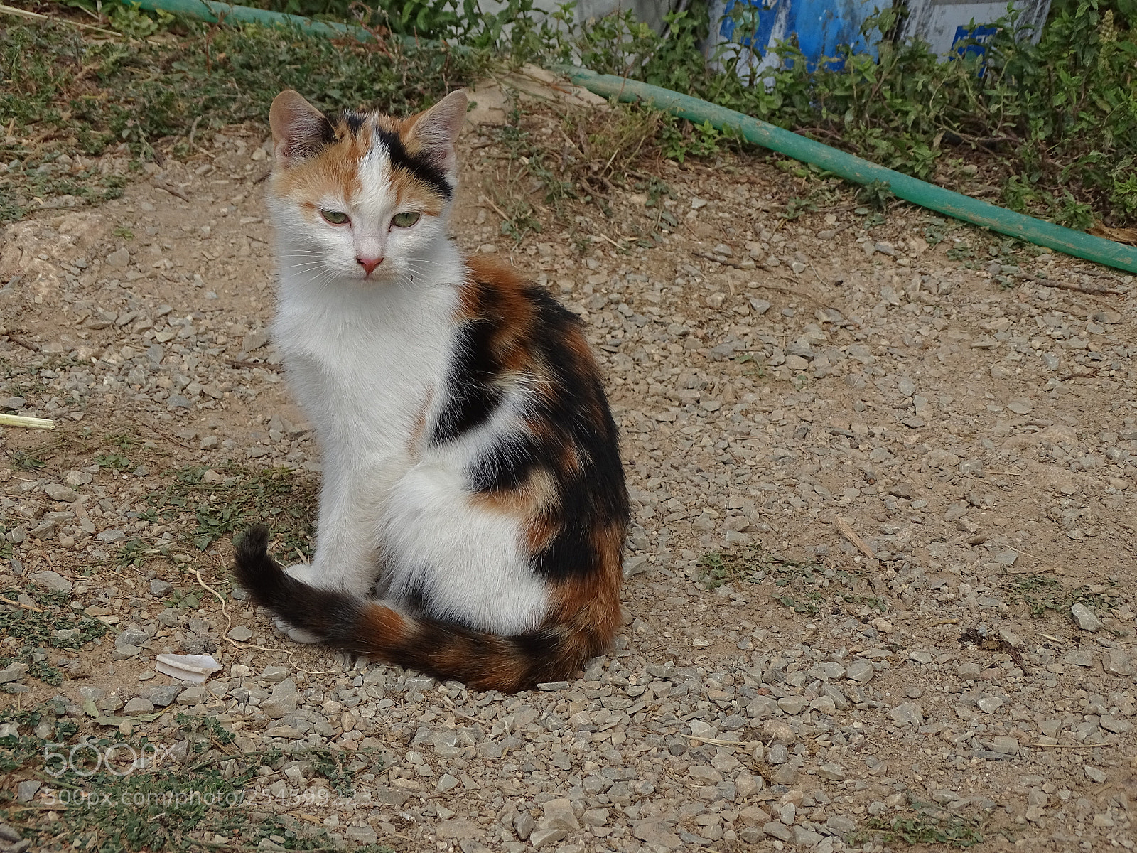 Sony Cyber-shot DSC-HX400V sample photo. Dsc photography