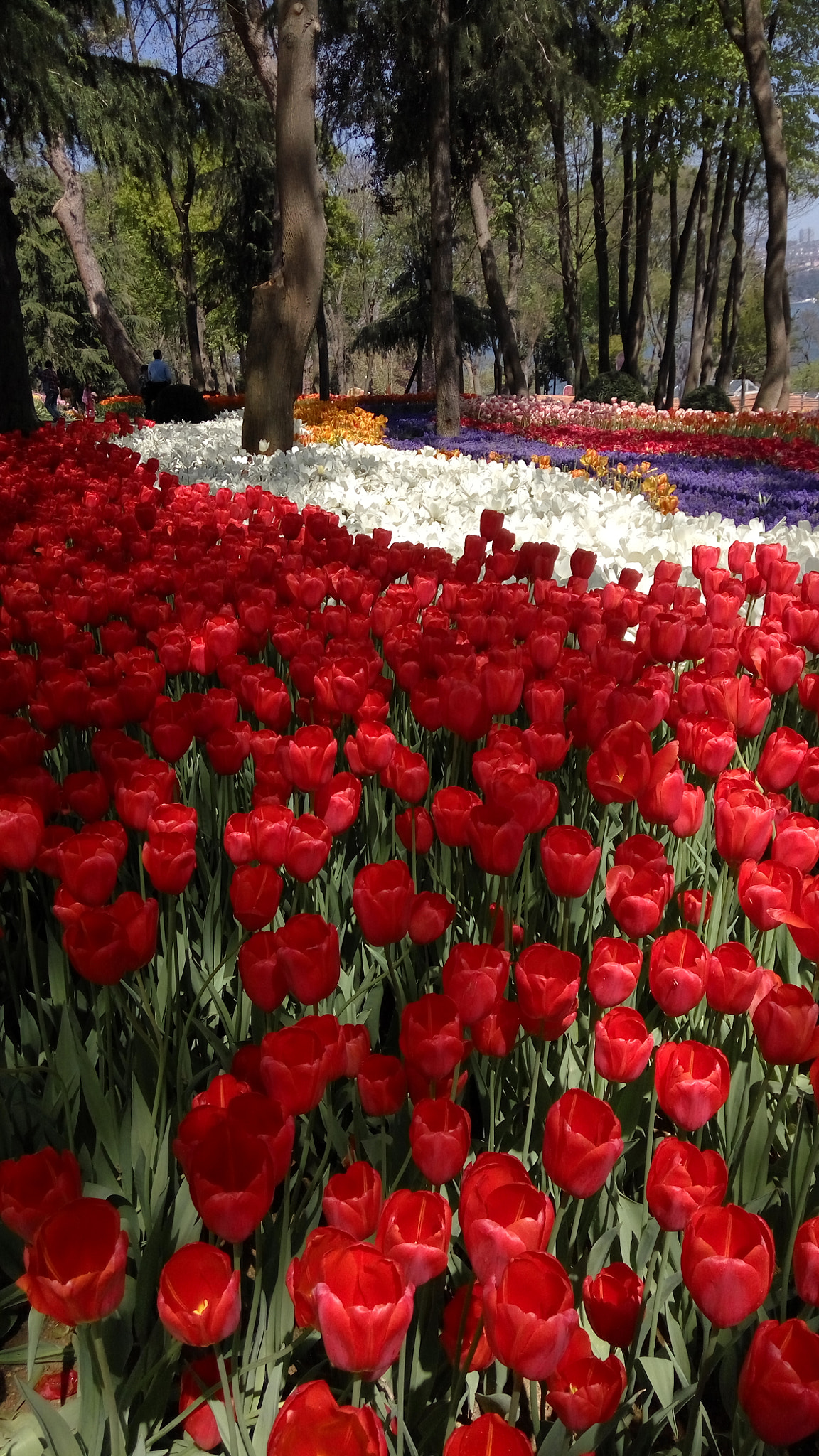 Xiaomi Redmi Note 3 sample photo. Lale - emirgan korusu photography