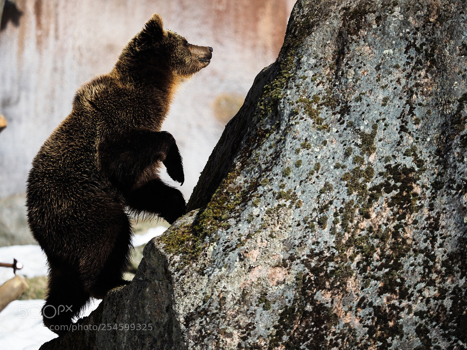 Olympus OM-D E-M1 Mark II sample photo. Bear on a climb photography