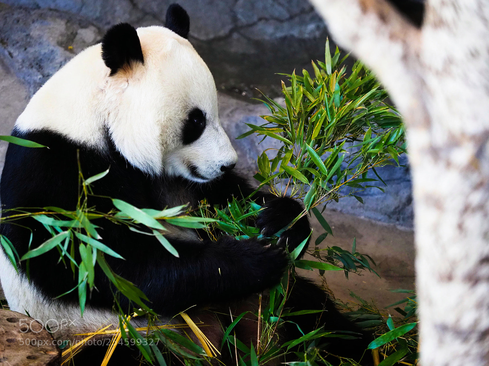 Olympus OM-D E-M1 Mark II sample photo. Panda and bamboo photography