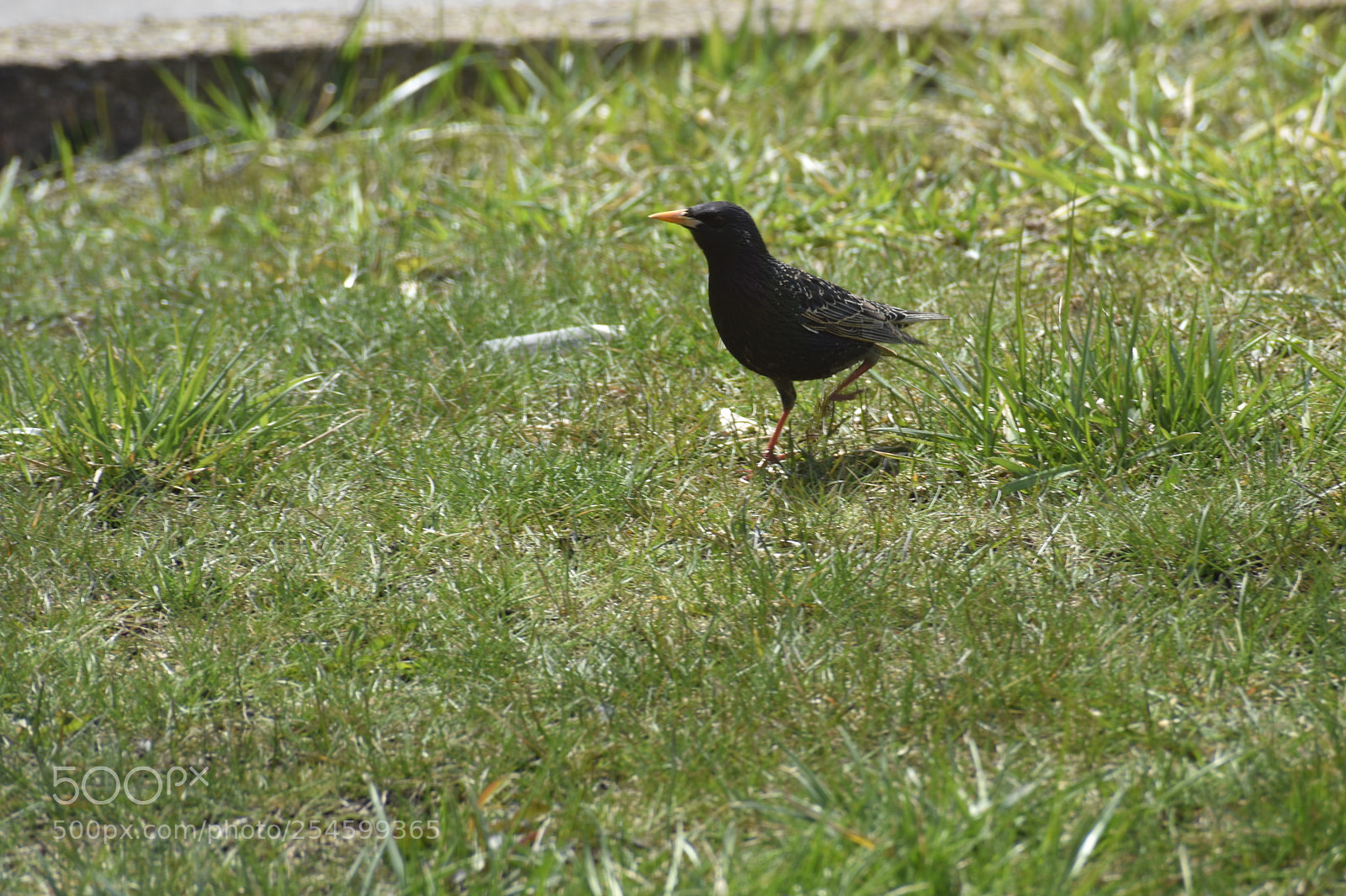 Nikon D3400 sample photo. Front yard visitor photography