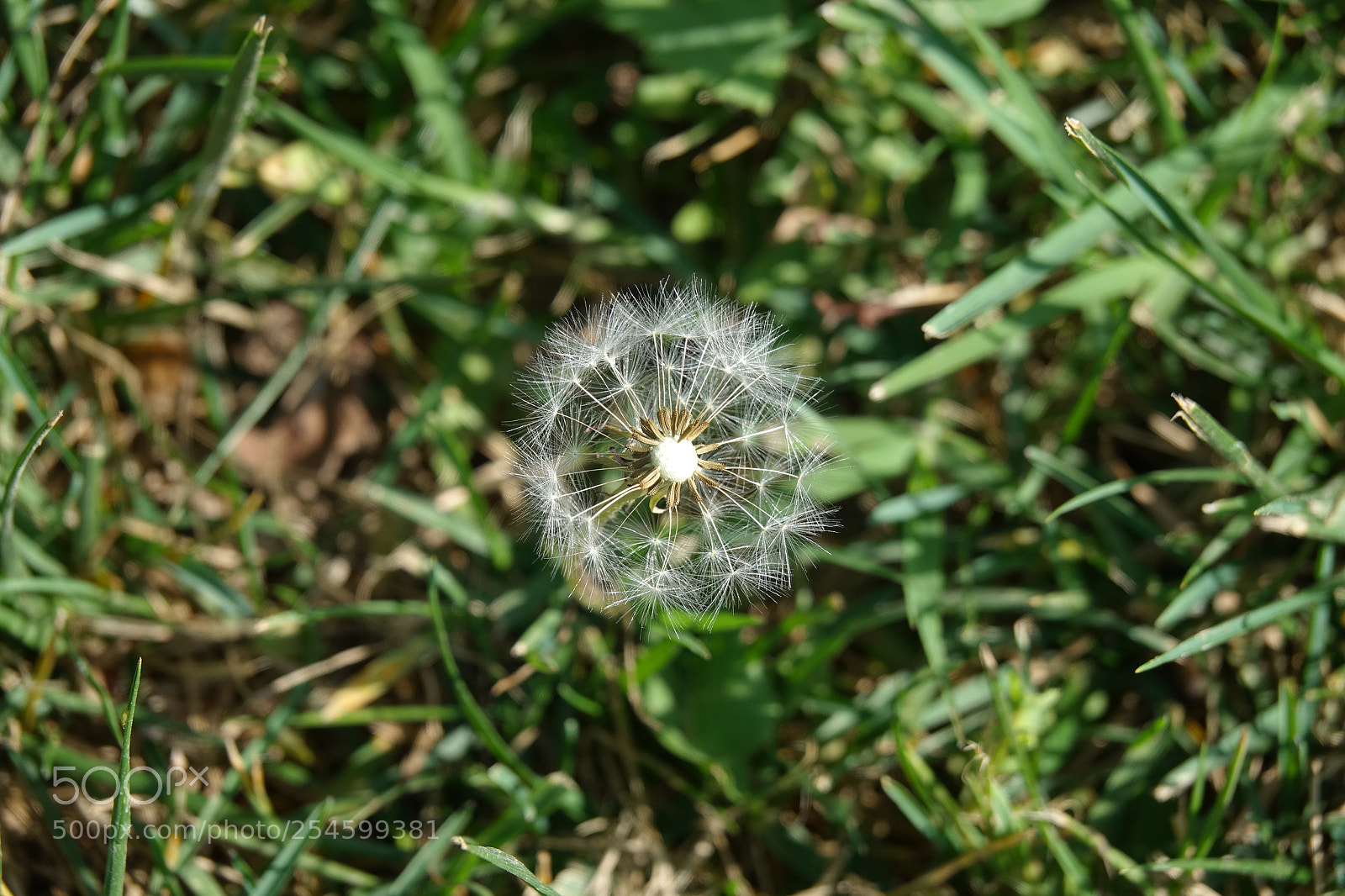 Sony Cyber-shot DSC-RX10 III sample photo. Untitled photography