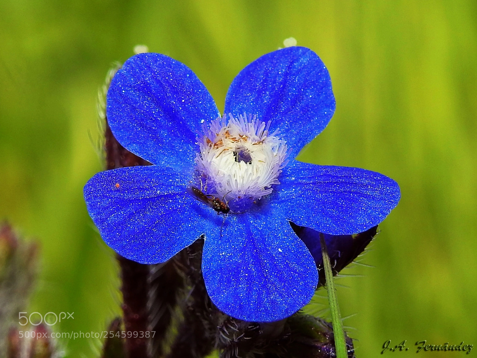 Nikon Coolpix P900 sample photo. Lengua de buey anchusa photography