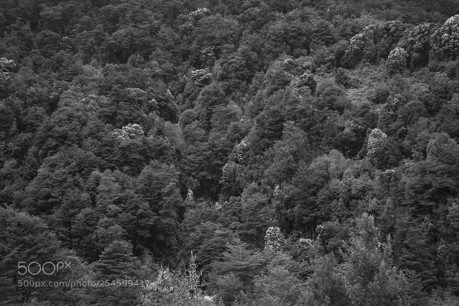 Sony a7 sample photo. Forest. photography