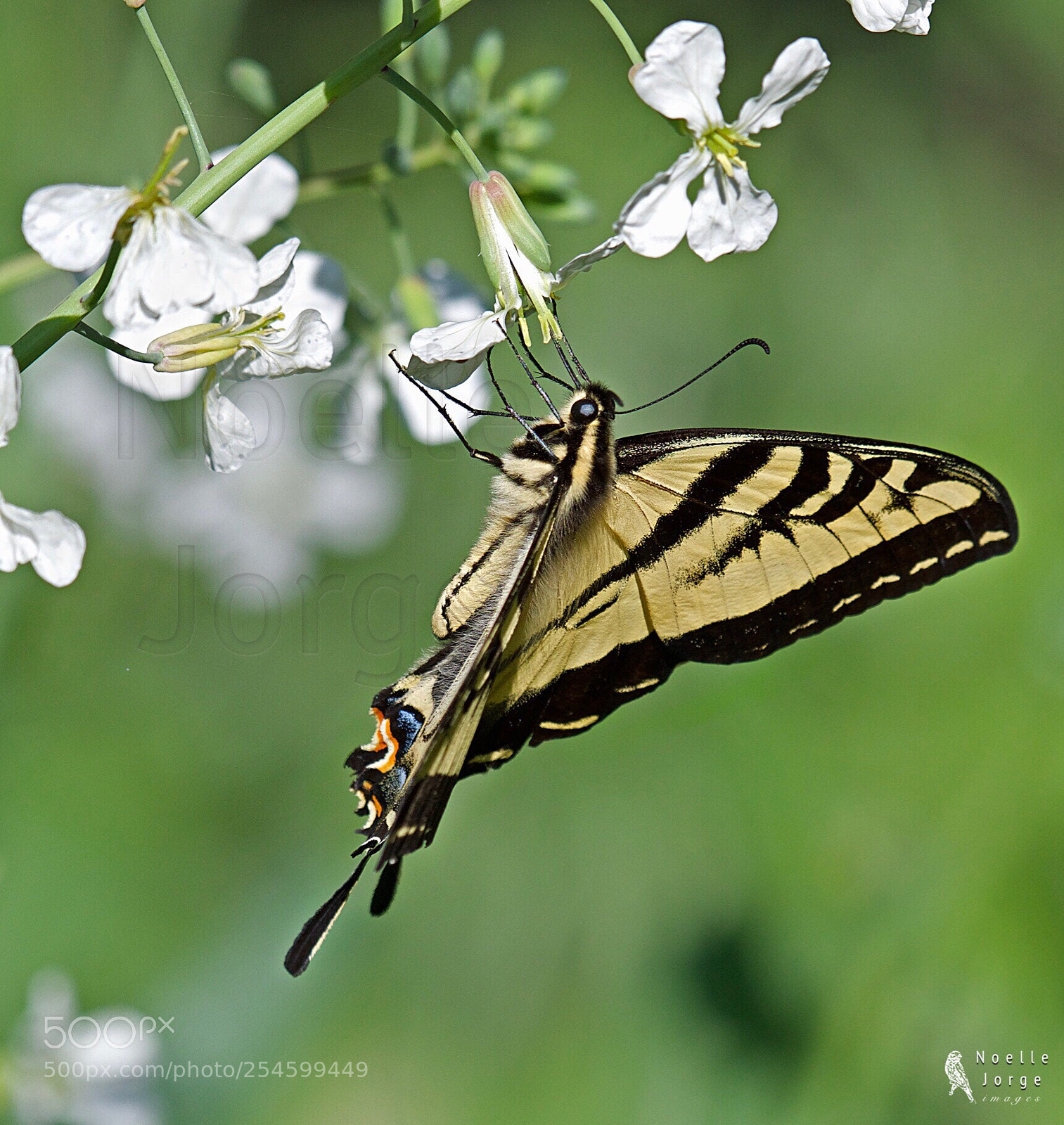 Nikon D500 sample photo. Spring = flowers and butterfly photography