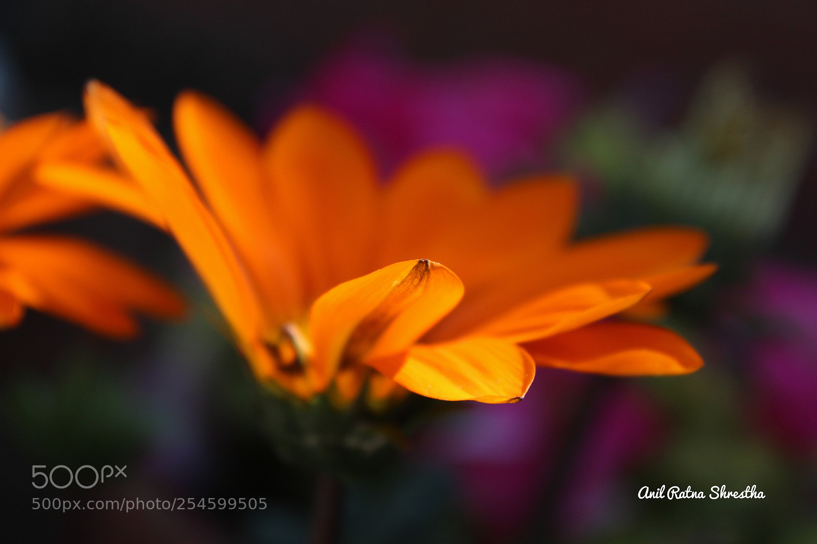 Canon EOS 1300D (EOS Rebel T6 / EOS Kiss X80) sample photo. Flower photography