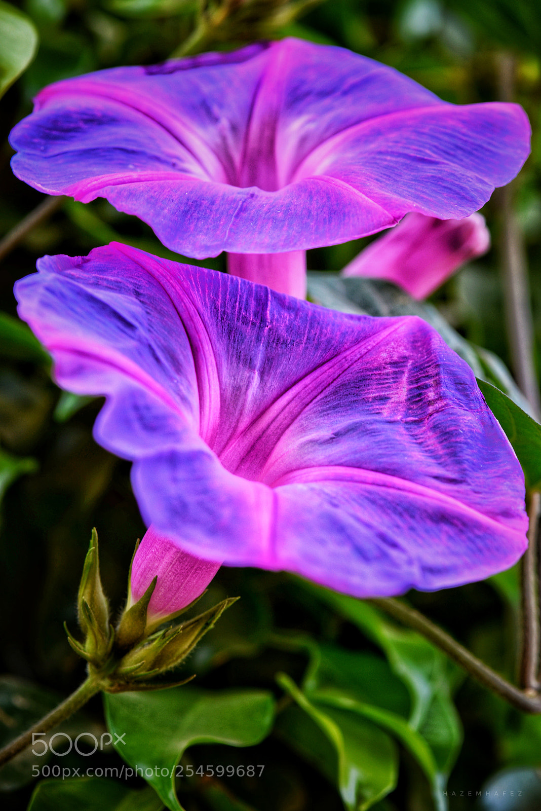 Nikon D610 sample photo. Glow .. photography