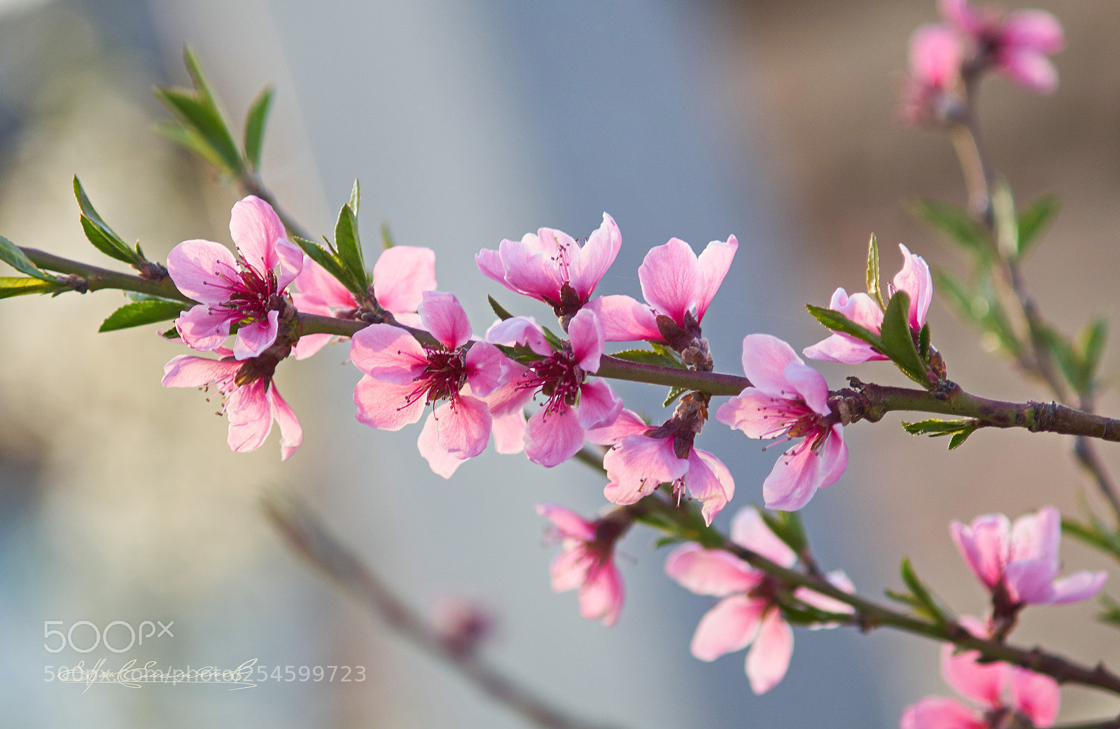 Sony SLT-A58 sample photo. Цвіті́ння. photography