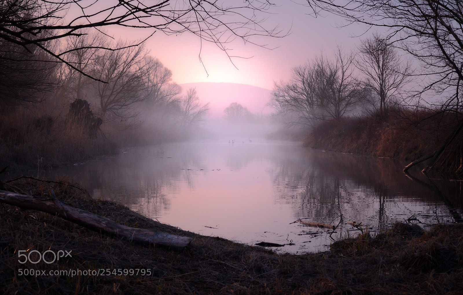 Fujifilm X-T2 sample photo. Wetlands mornings photography