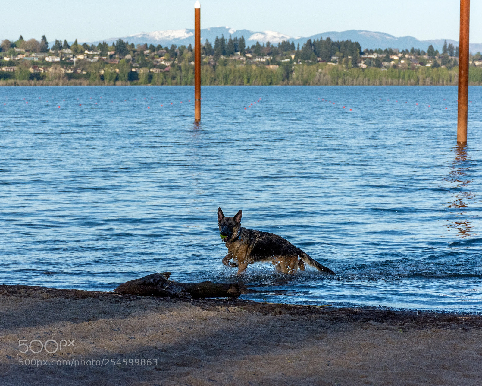 Nikon D7100 sample photo. Good boy! photography