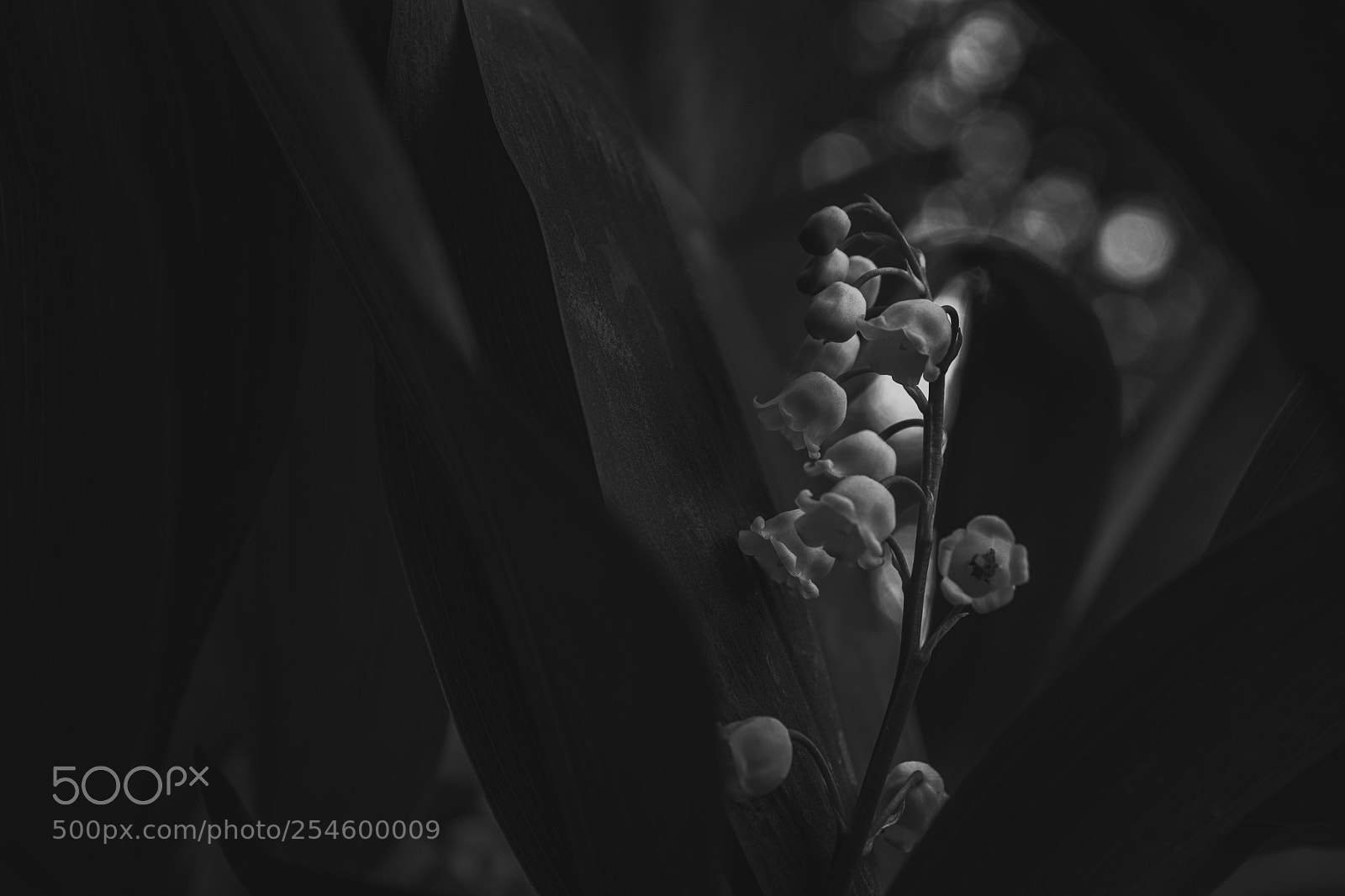 Nikon D5300 sample photo. Lily of the valley photography