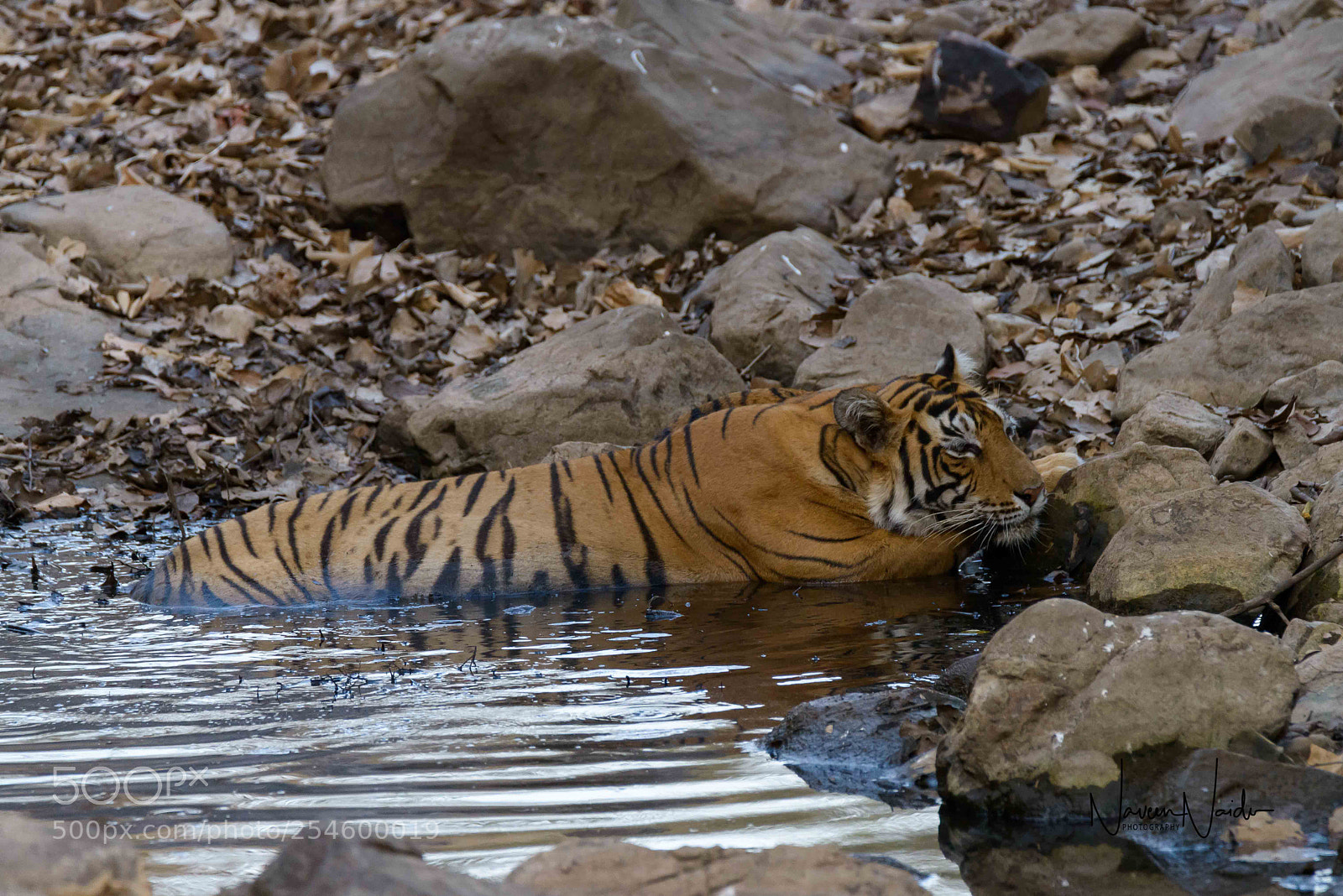 Nikon D800 sample photo. Siesta photography