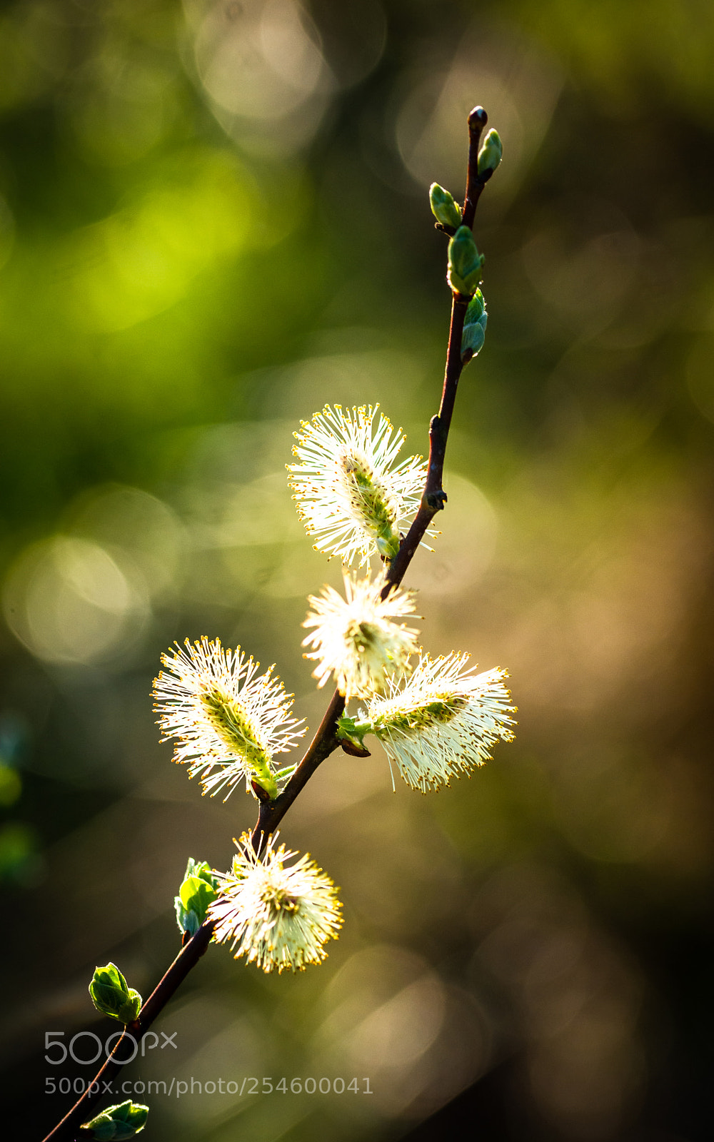 Nikon D7200 sample photo. Pussy willow photography
