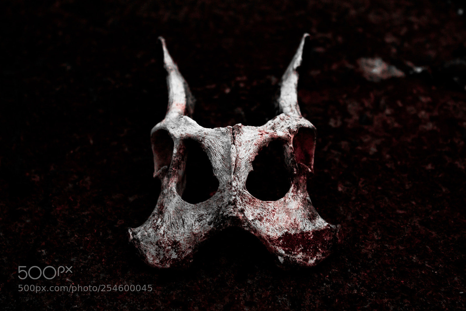 Canon EOS 1200D (EOS Rebel T5 / EOS Kiss X70 / EOS Hi) sample photo. Forgotten skull photography