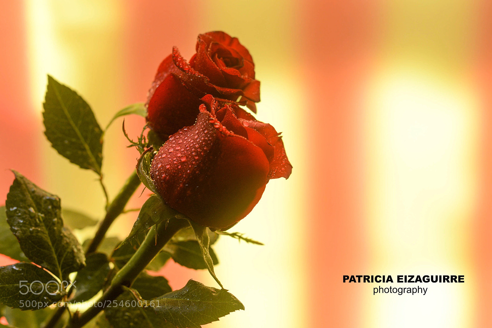 Nikon D610 sample photo. Sant jordi photography