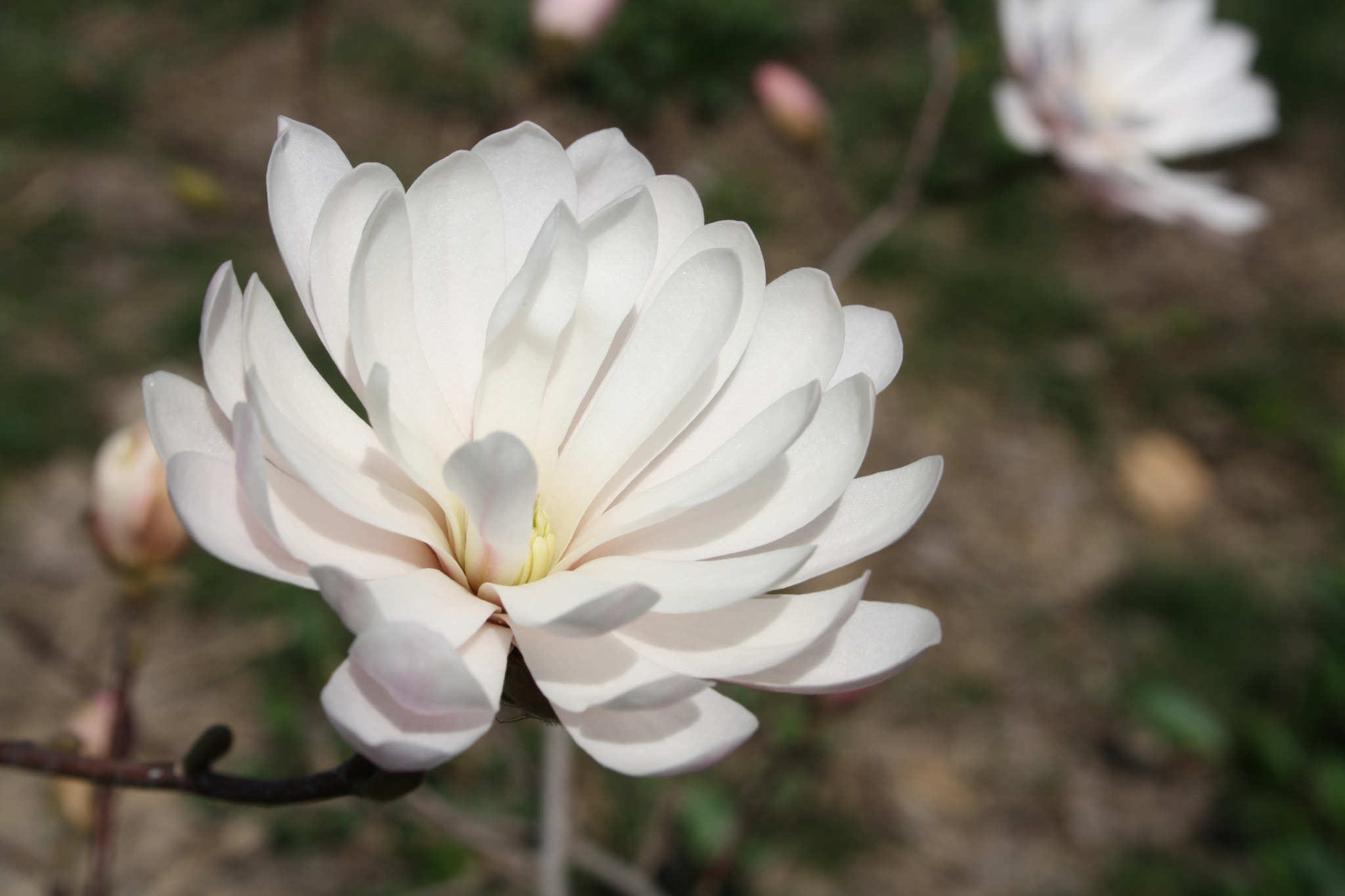 Canon EF-S 18-55mm F3.5-5.6 II sample photo. Img photography