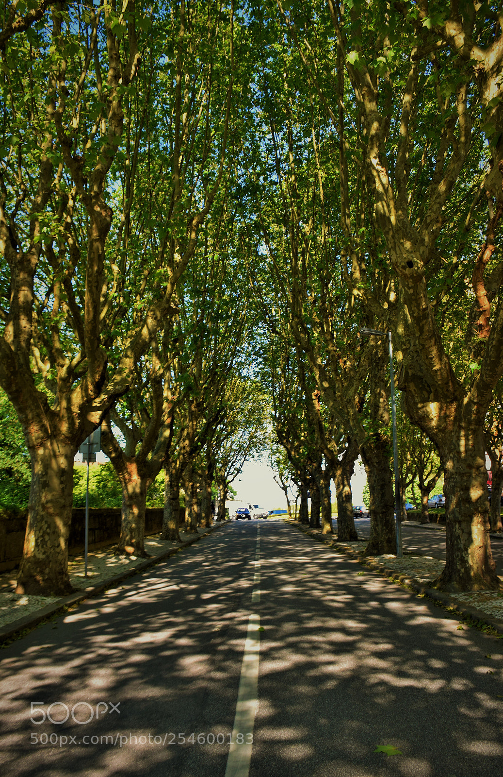 Nikon D5300 sample photo. Viseu em maio de 2016. photography