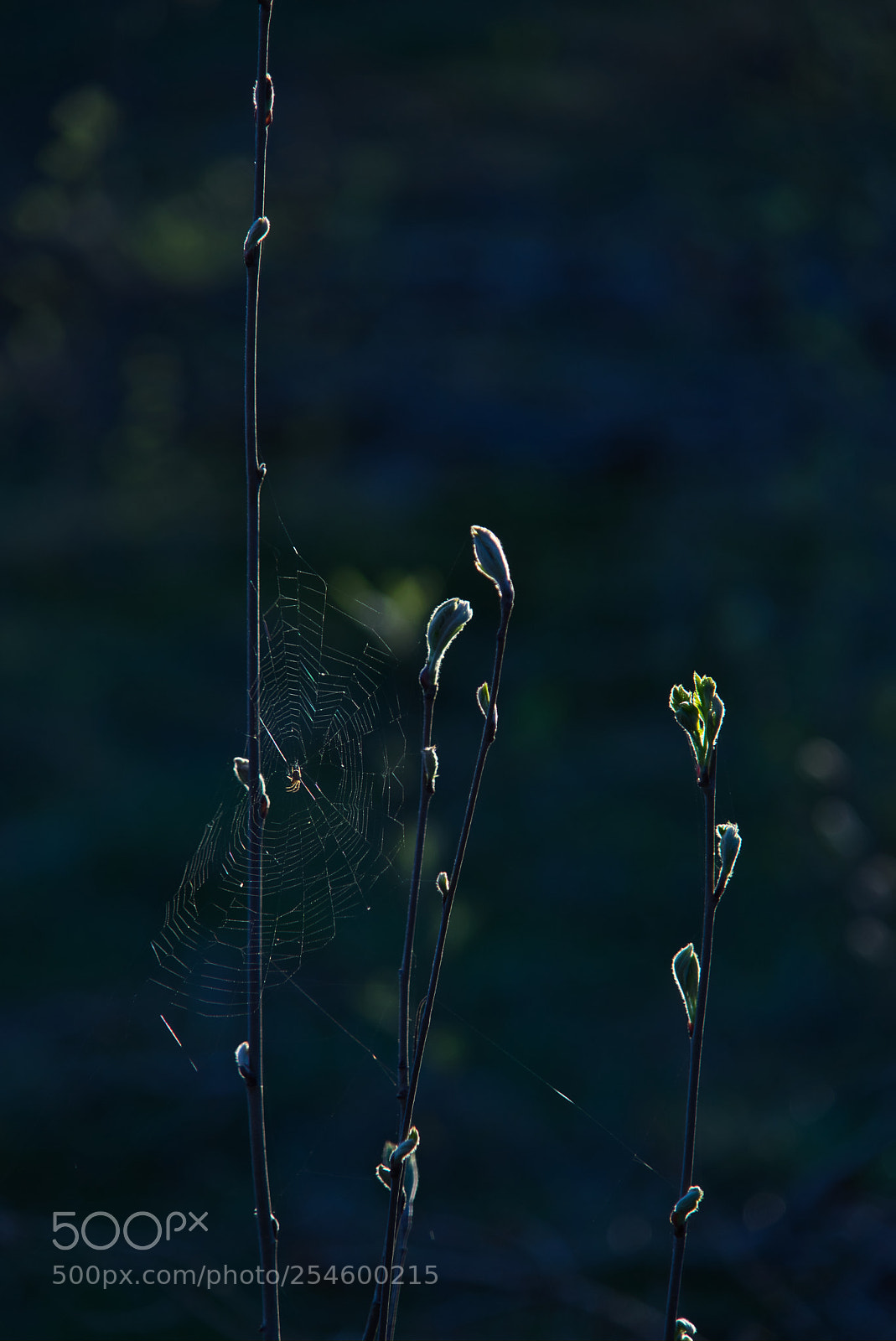 Sony a7 sample photo. Along came a spider photography
