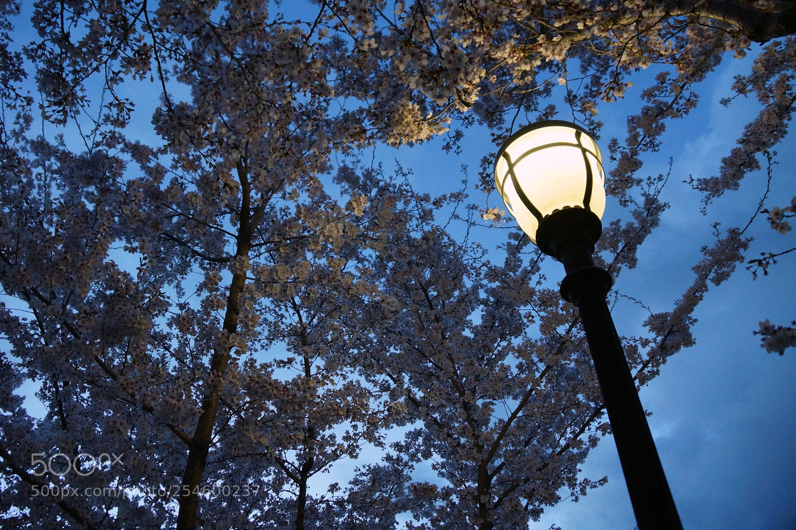 Sony SLT-A77 sample photo. The light that glows photography
