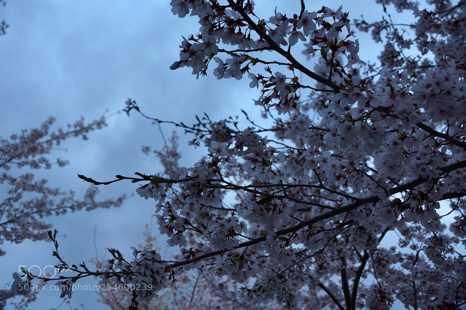 Sony SLT-A77 sample photo. Blooming cold photography