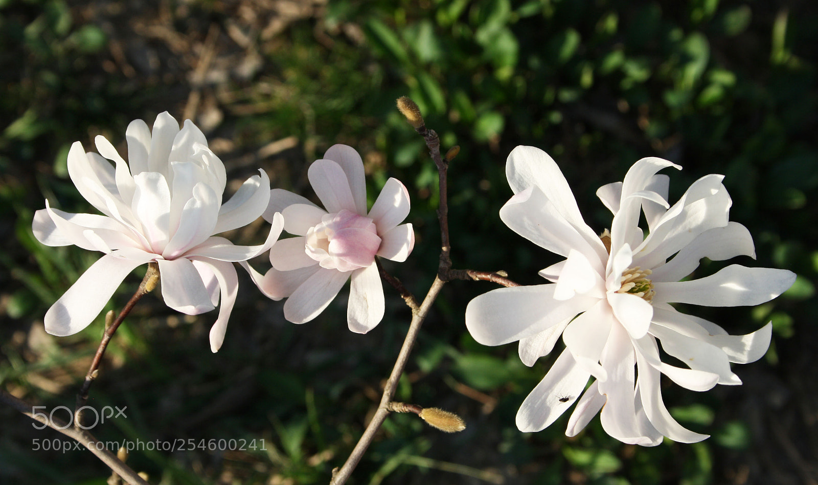Canon EOS 1000D (EOS Digital Rebel XS / EOS Kiss F) sample photo. Img photography