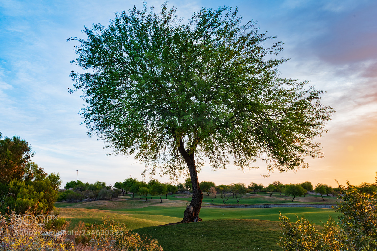 Nikon D5600 sample photo. Lone tree photography