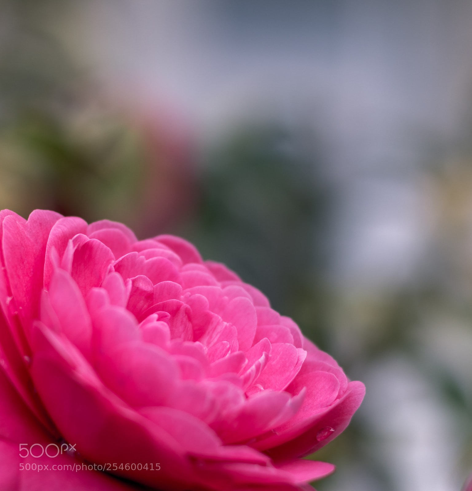 Canon EOS 750D (EOS Rebel T6i / EOS Kiss X8i) sample photo. Fade photography