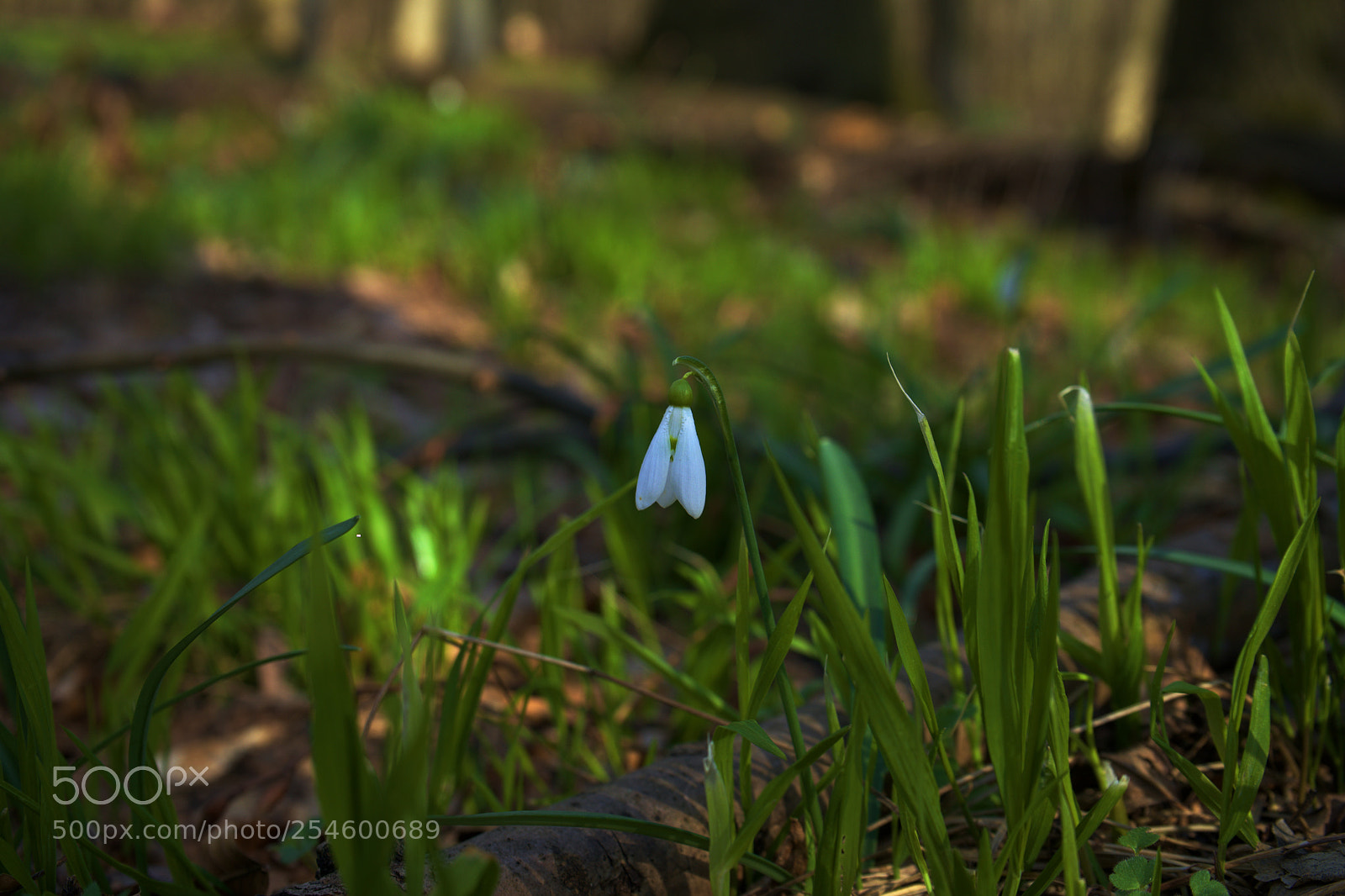 Sony a7 sample photo. Last snowdrop photography