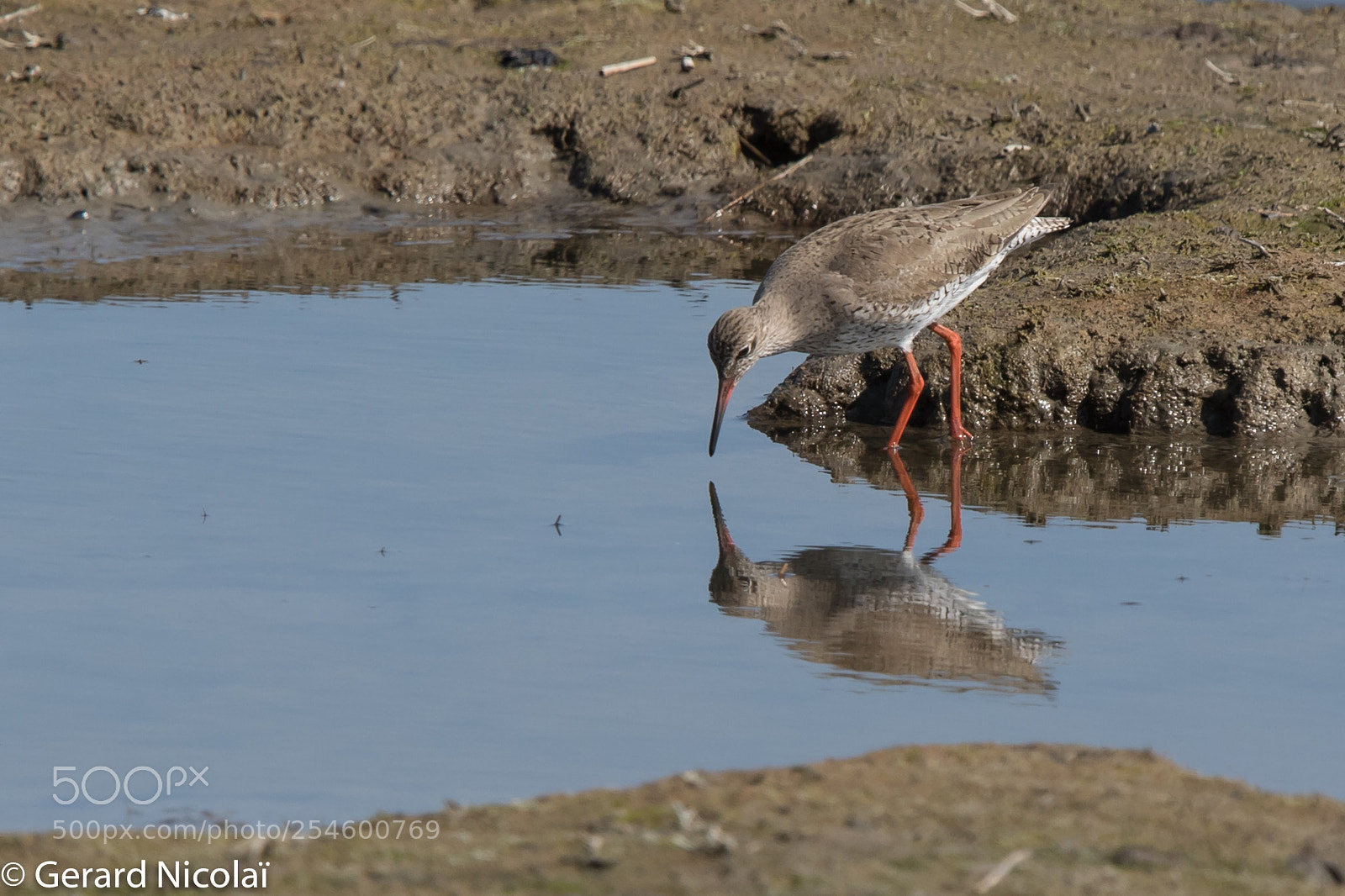 Canon EOS 7D Mark II sample photo. Common redshank photography