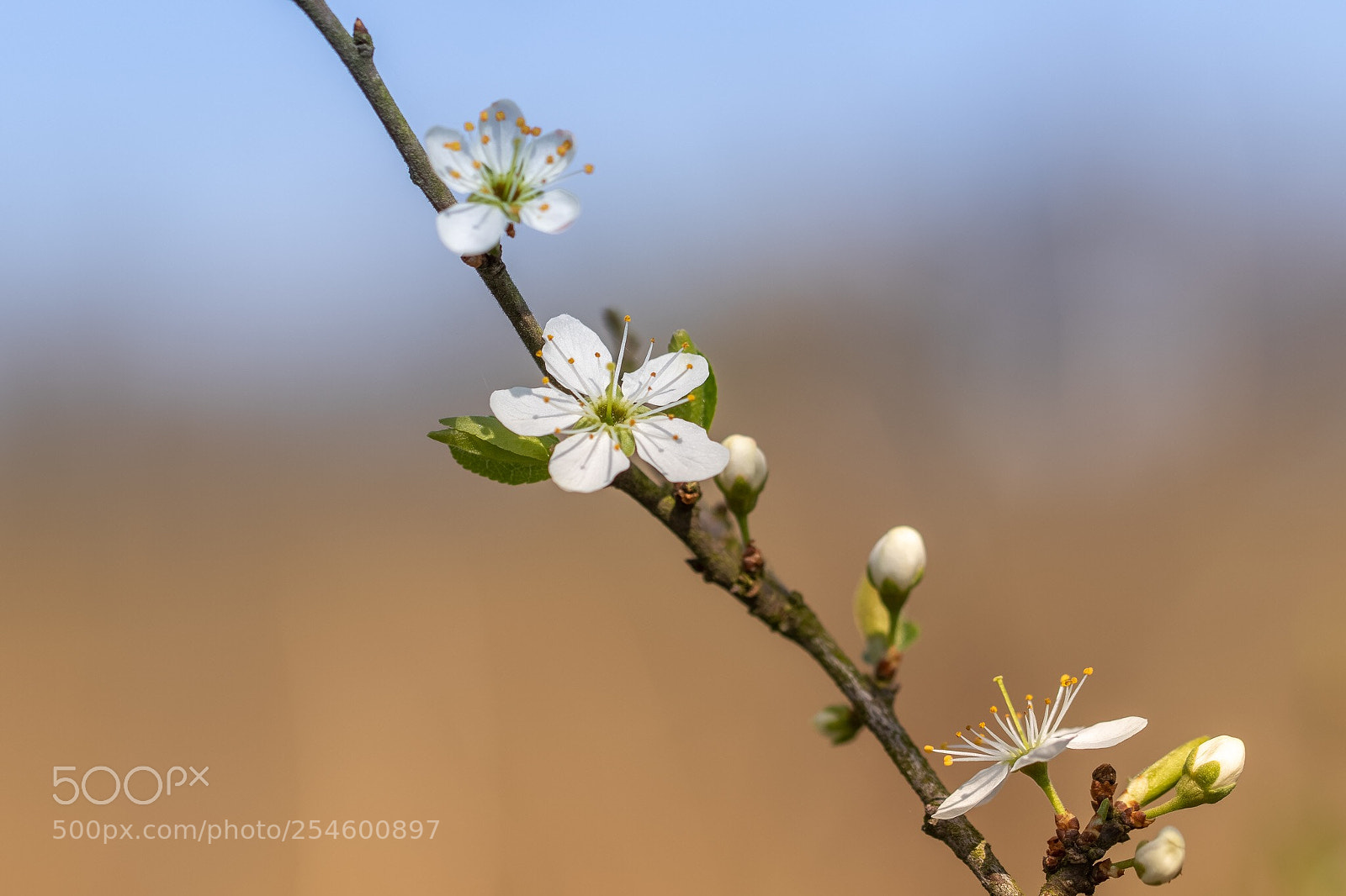 Canon EOS 7D Mark II sample photo. Branch photography