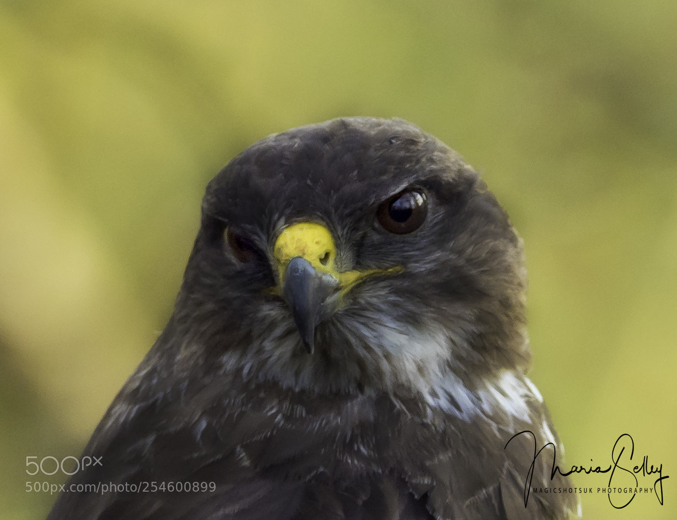 Olympus OM-D E-M1 Mark II sample photo. Buzzard beauty photography