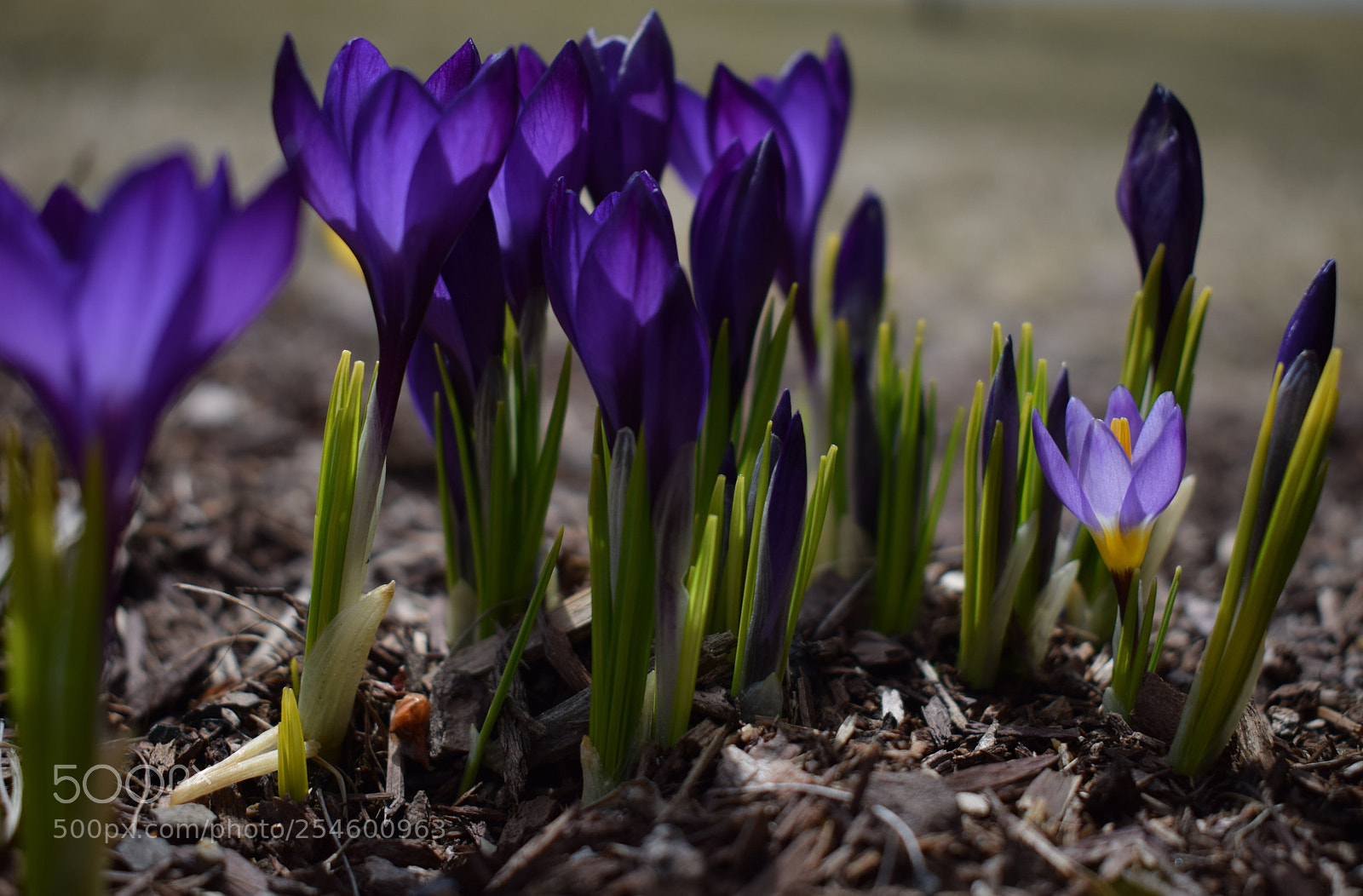 Nikon D3300 sample photo. Spring flowers photography