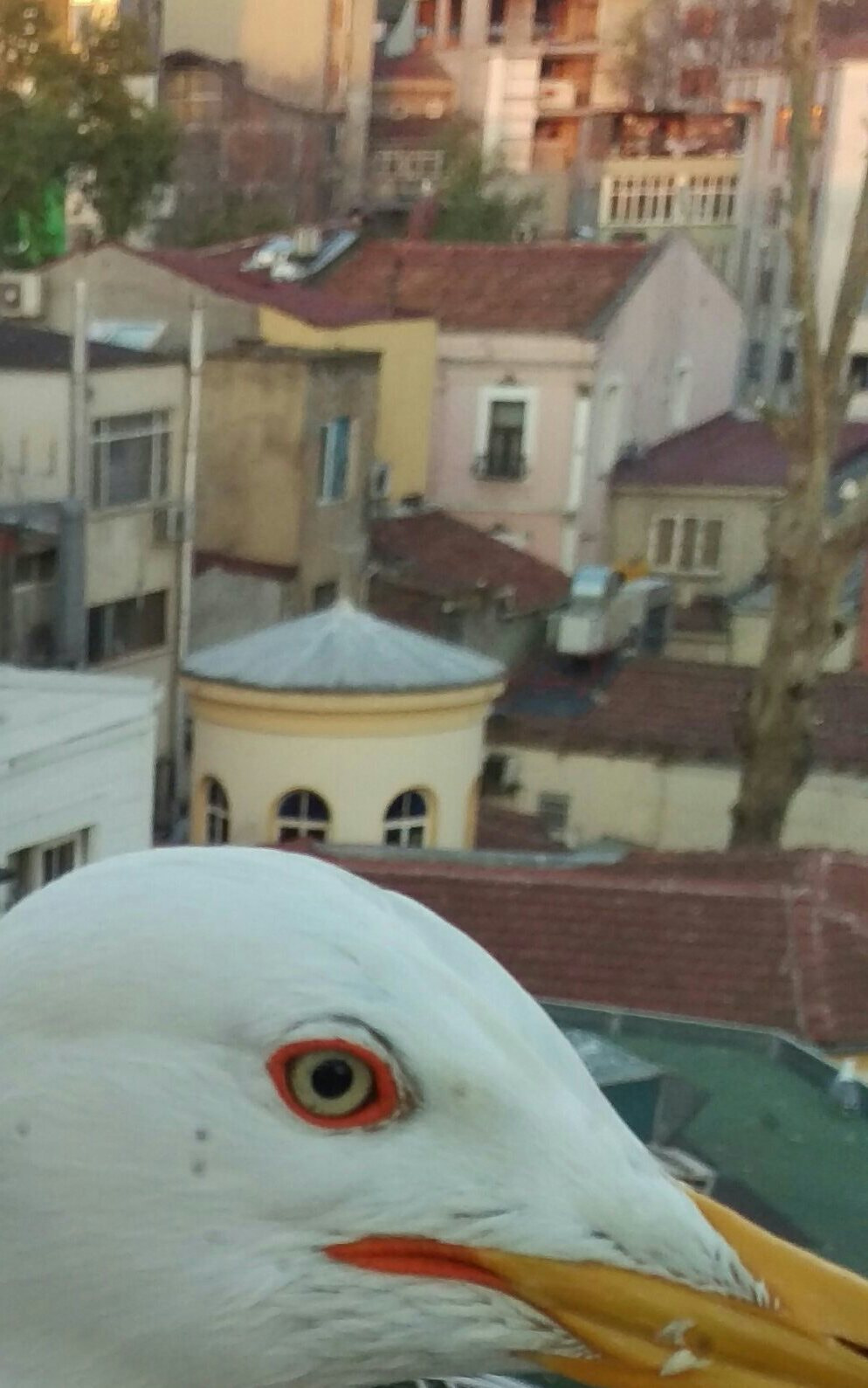 HTC ONE M9 sample photo. Bird's eye view:) photography