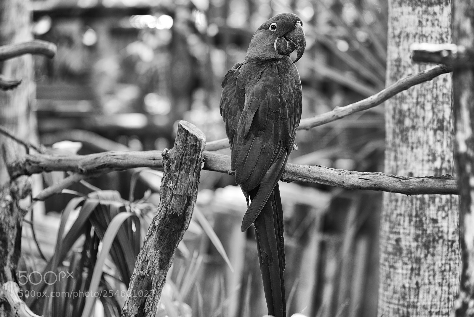 Nikon D810 sample photo. Flagler beach aligator park photography