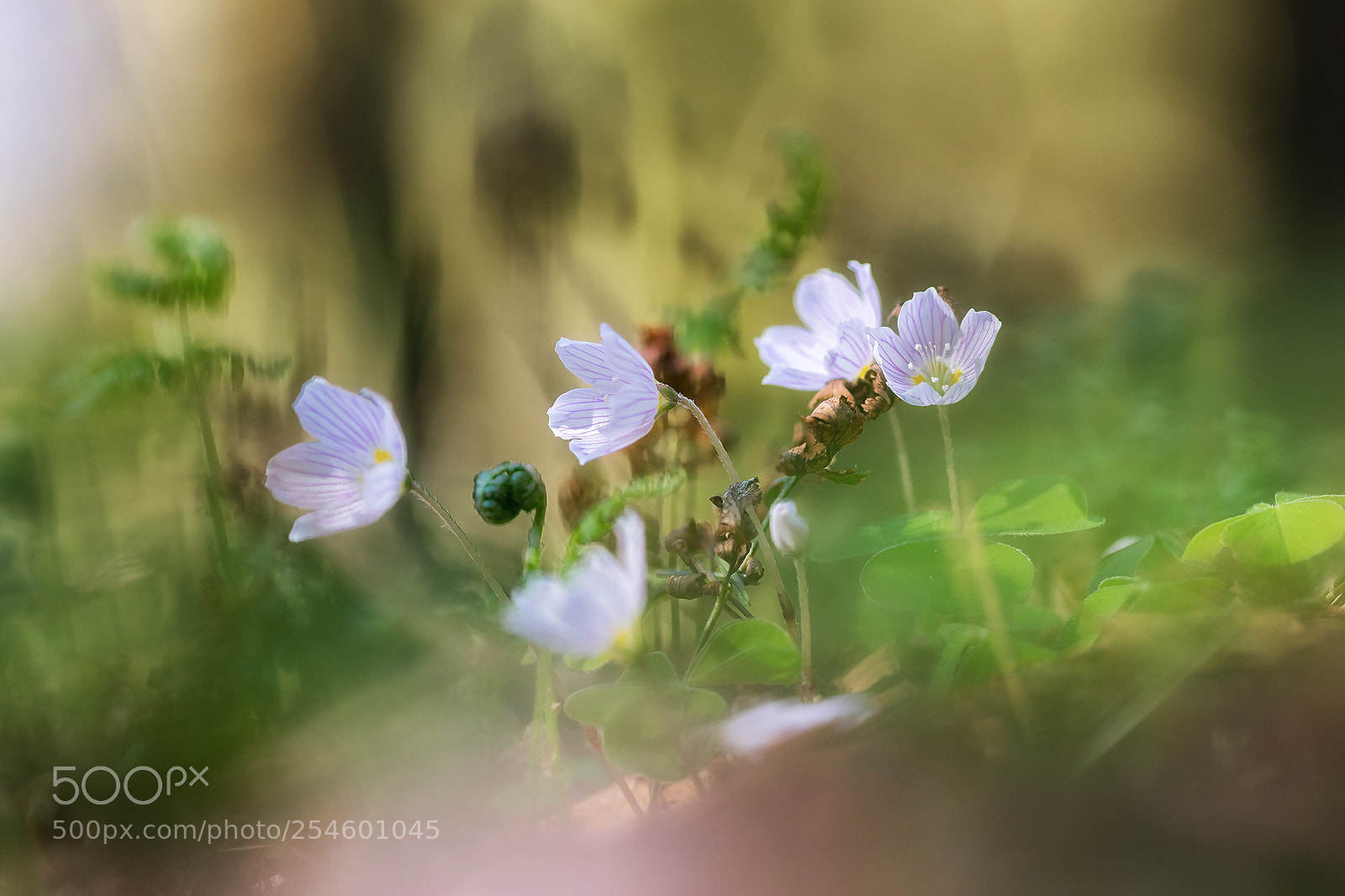 Canon EOS 6D Mark II sample photo. Little world photography