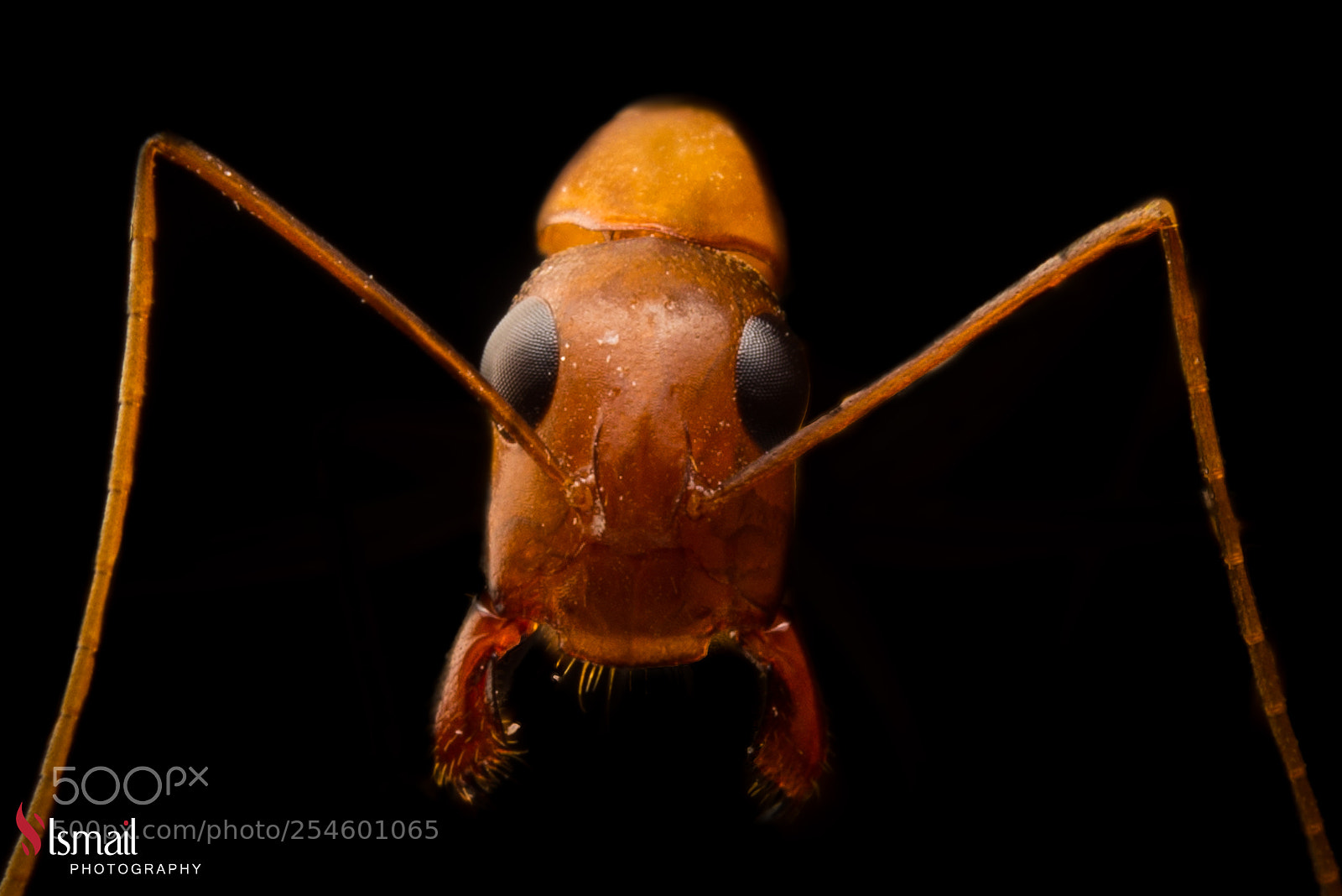 Nikon D800 sample photo. Macro ant 1 photography