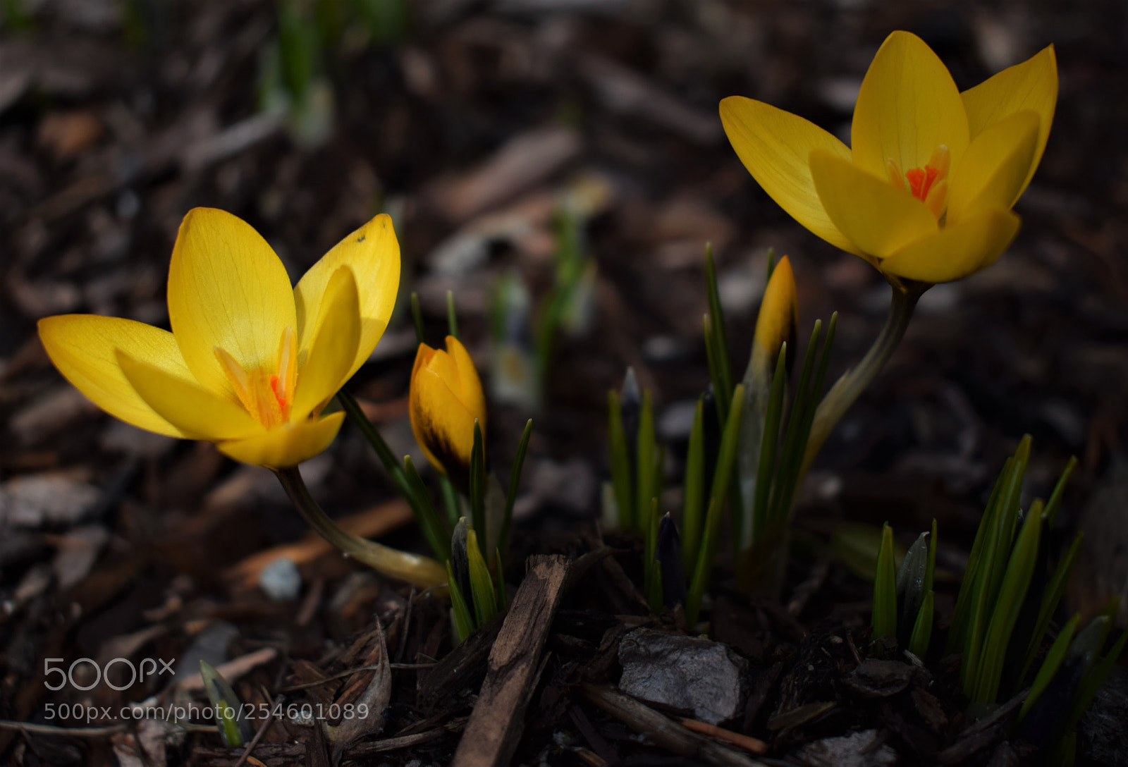 Nikon D3300 sample photo. Spring flowers photography