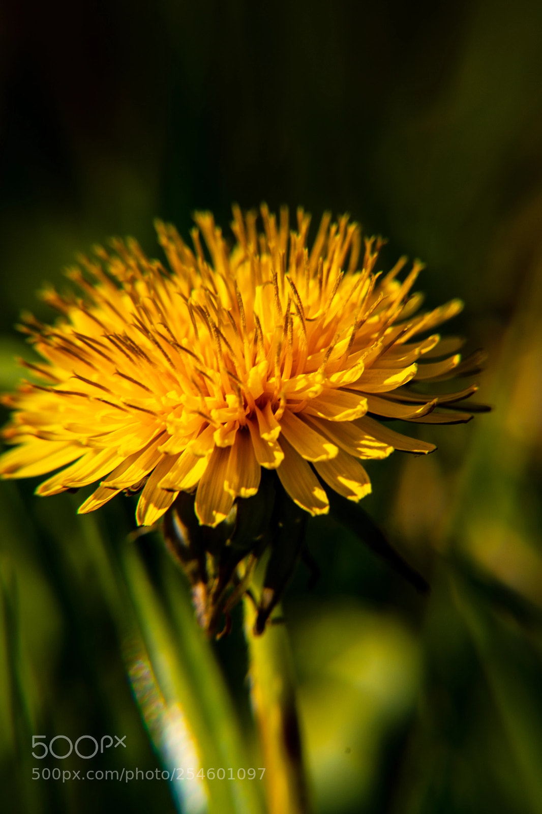Nikon D7200 sample photo. Tix photography