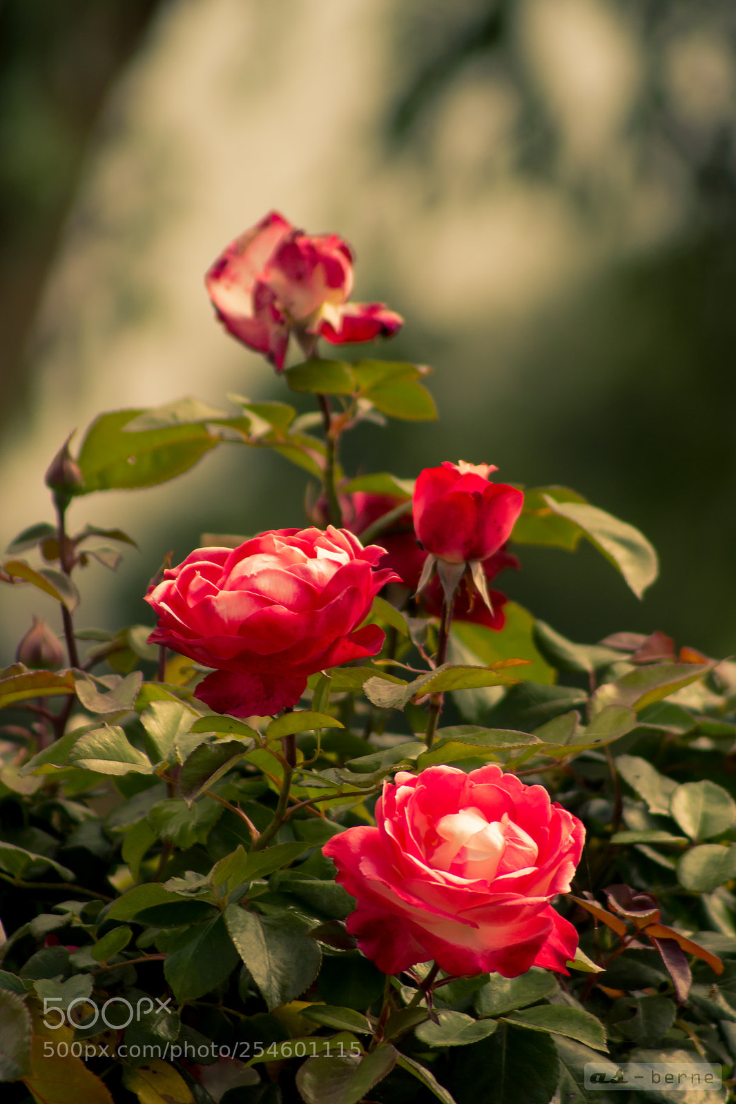 Canon EOS 1100D (EOS Rebel T3 / EOS Kiss X50) sample photo. Rote rosen photography