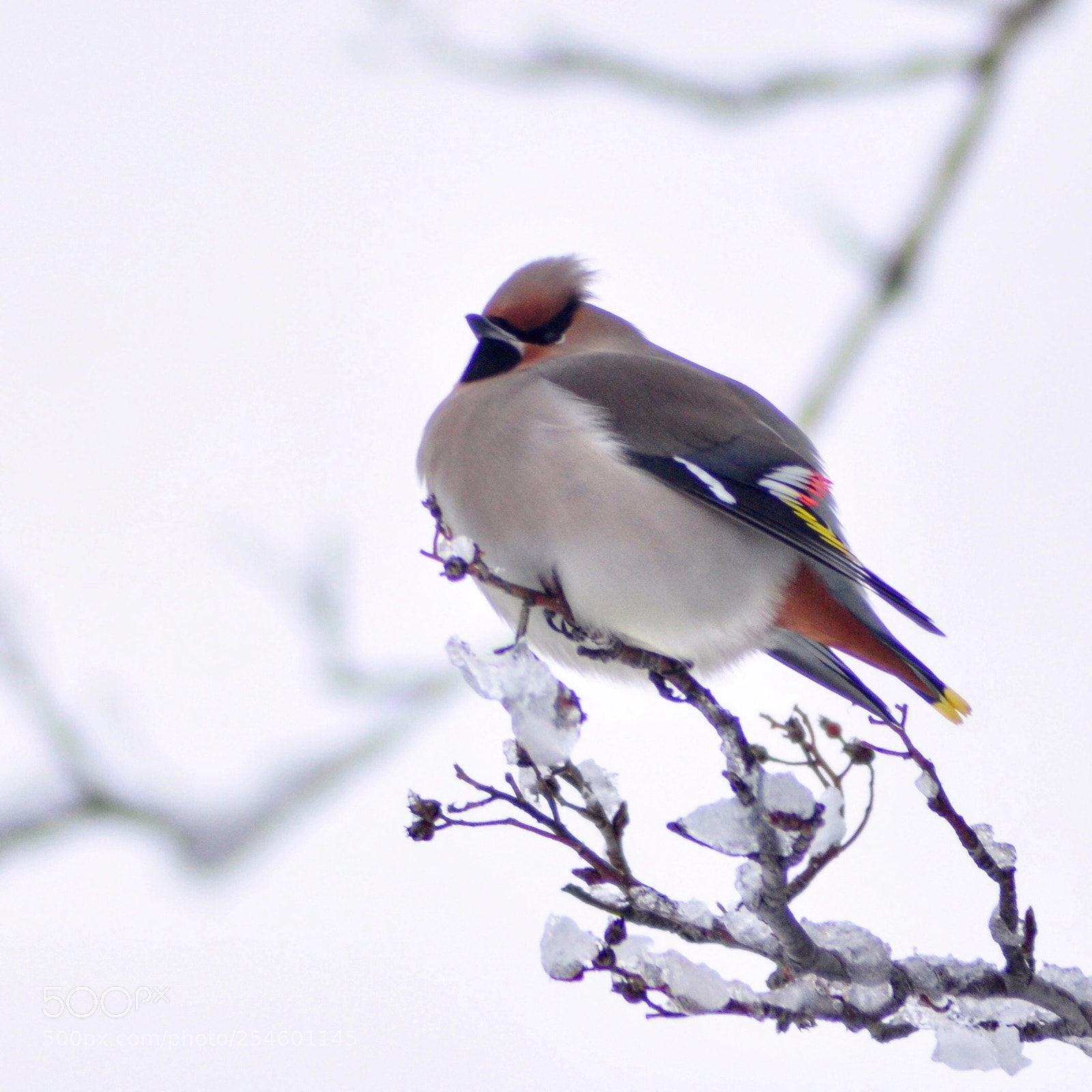 Nikon D90 sample photo. Winter bird photography