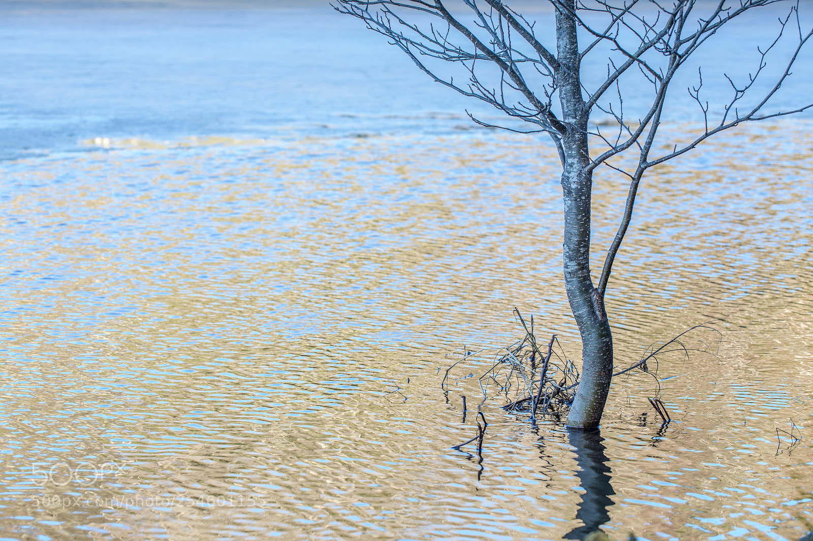 Canon EOS 5D Mark IV sample photo. Lake tree photography