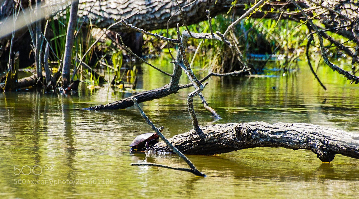Sony a6000 sample photo. Turtle alone photography