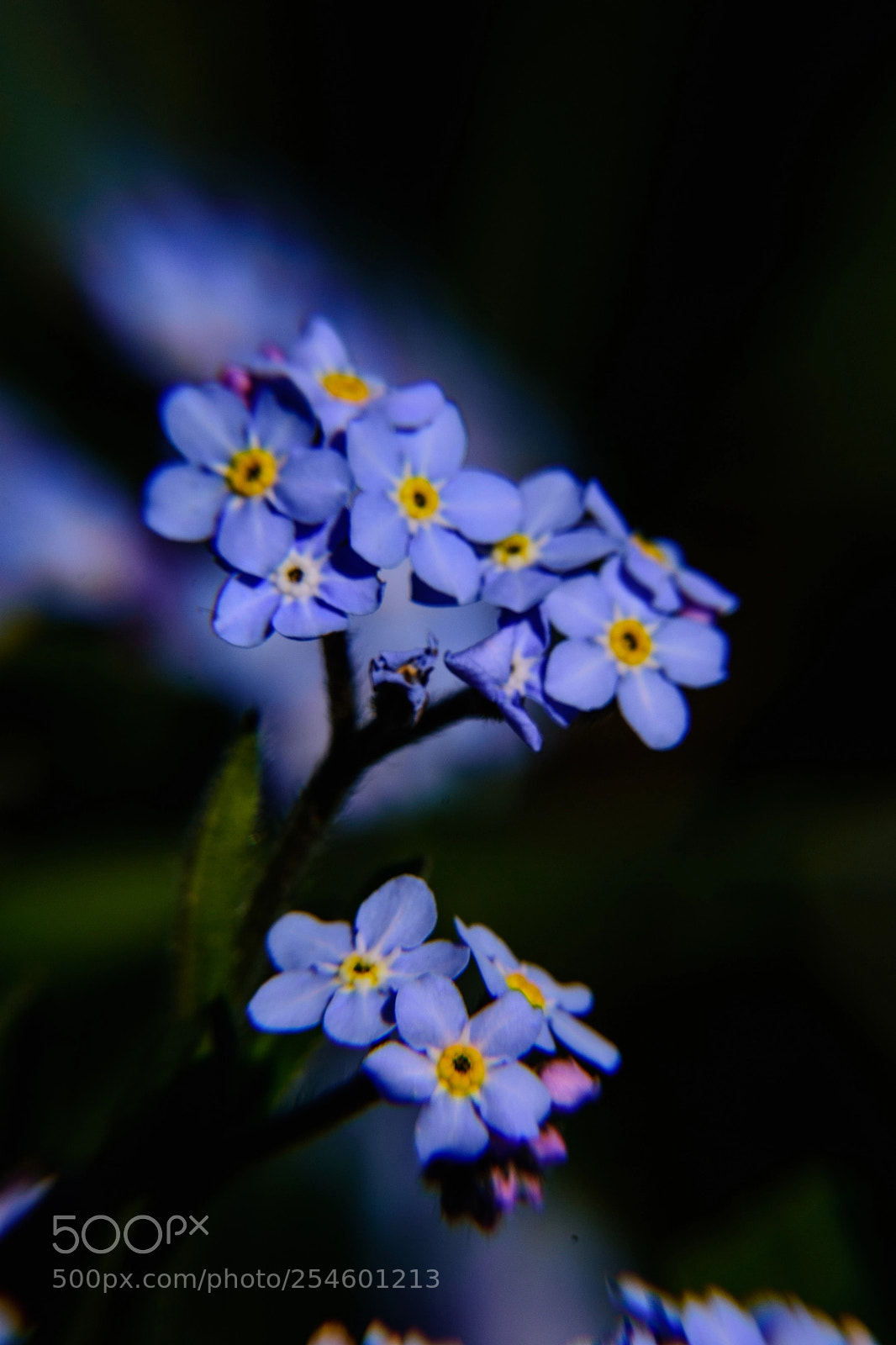 Nikon D7200 sample photo. Tix photography