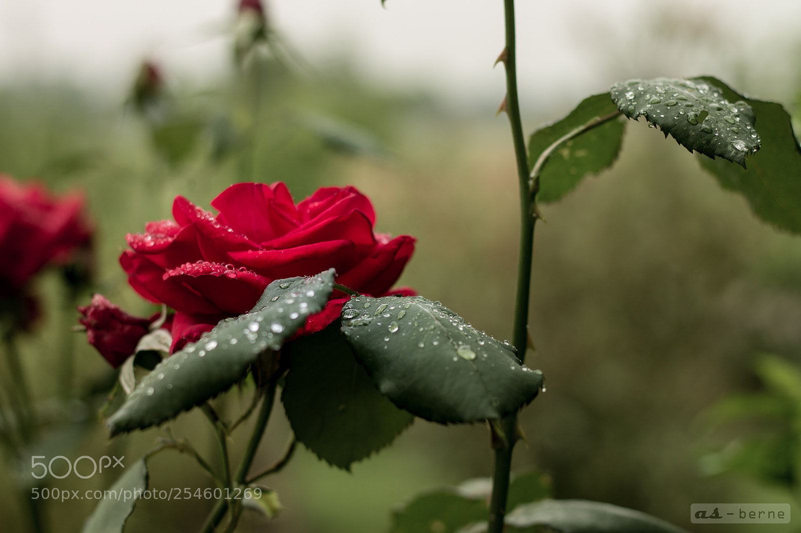 Canon EOS 1100D (EOS Rebel T3 / EOS Kiss X50) sample photo. Rosen am morgen photography