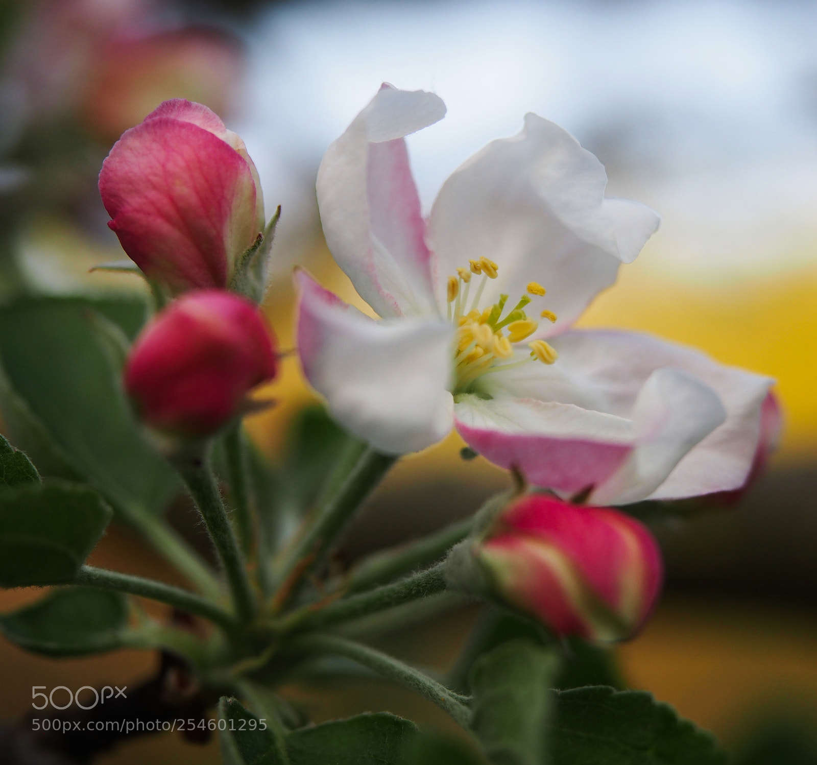 Olympus PEN E-PL5 sample photo. Apple blossom photography