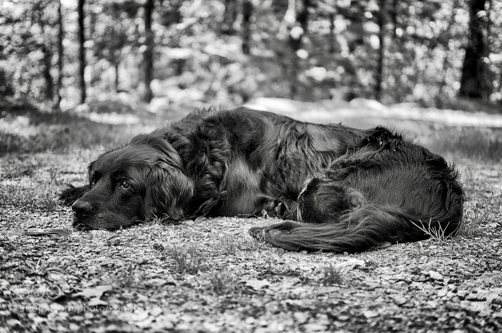 Sony SLT-A57 sample photo. Bogey photography