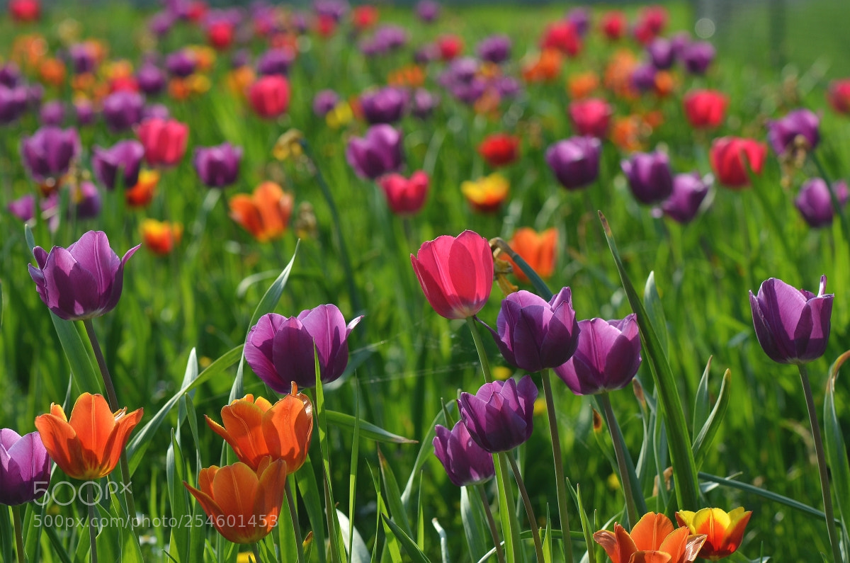 Nikon D5100 sample photo. Springtime = tulpis photography