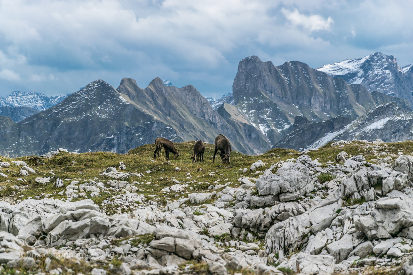 Nikon D5300 sample photo. Family of chamois photography