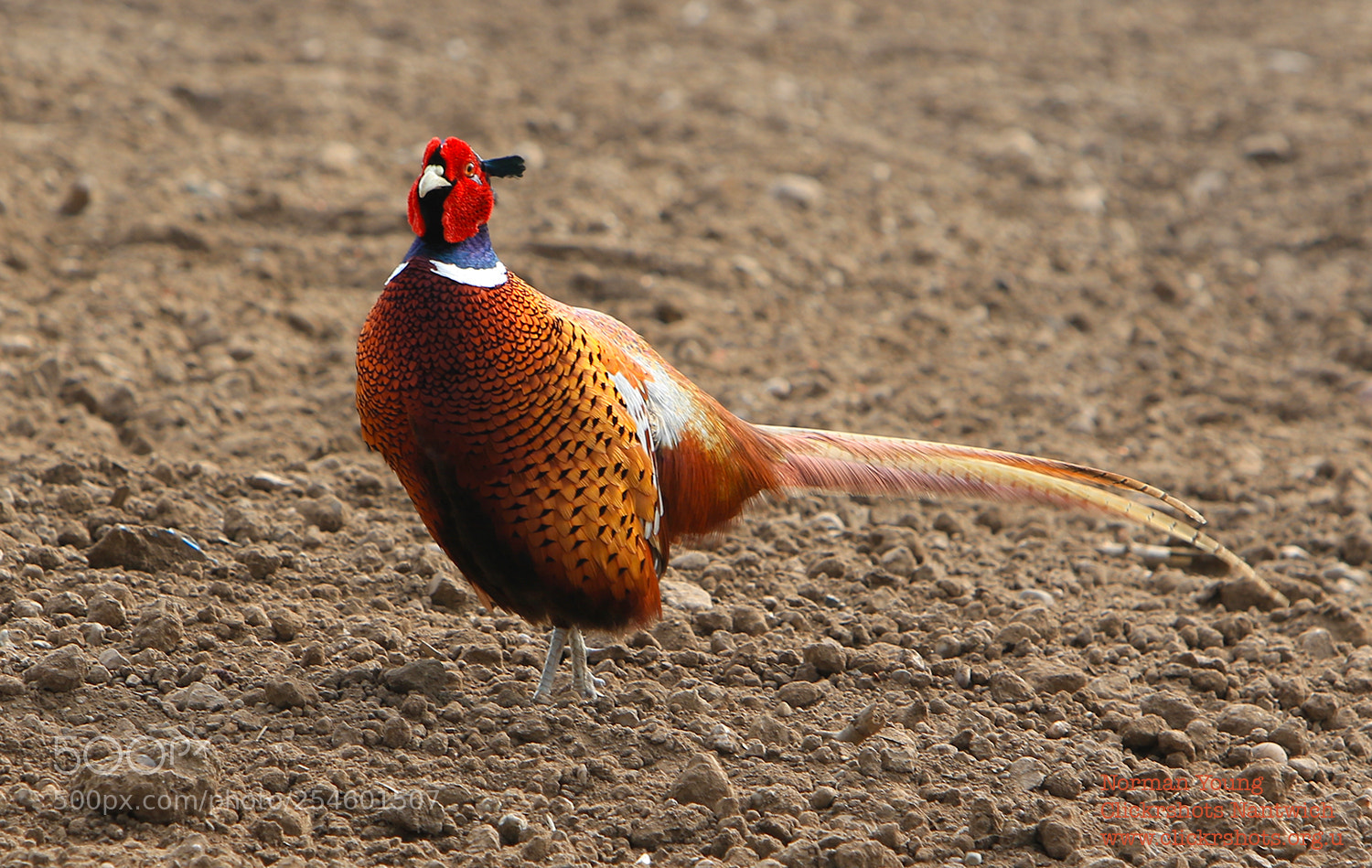 Canon EOS 7D Mark II sample photo. A pheasant photography