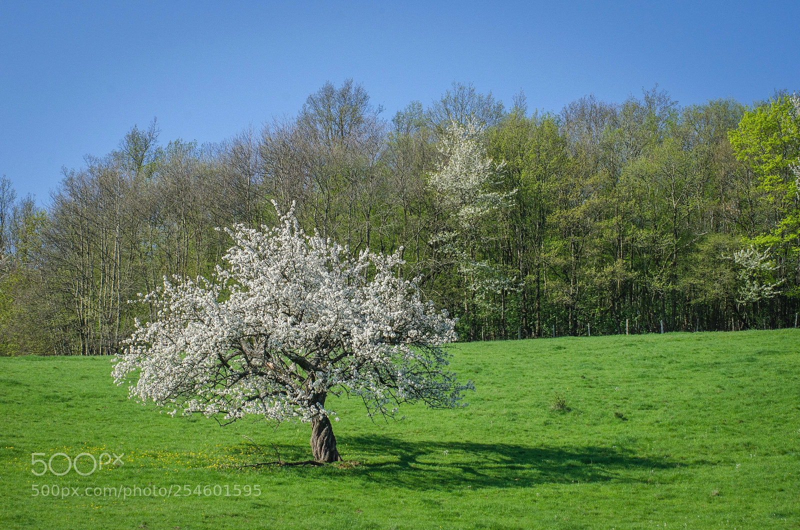 Nikon D7000 sample photo. Spring photography
